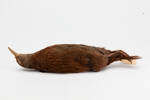 Gallirallus australis scotti; LB2663; © Auckland Museum CC BY