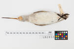 Limosa lapponica; LB2855; © Auckland Museum CC BY