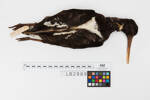 Haematopus unicolor; LB2889; © Auckland Museum CC BY