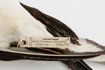 Morus serrator; LB3158; © Auckland Museum CC BY