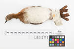 Poliocephalus rufopectus; LB3203; © Auckland Museum CC BY