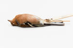 Fringilla coelebs; LB3644; © Auckland Museum CC BY