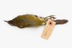 Anthornis melanura; LB4400; © Auckland Museum CC BY