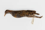 Gallirallus philippensis; LB4418; © Auckland Museum CC BY