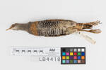 Gallirallus philippensis; LB4418; © Auckland Museum CC BY