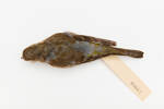 Fringilla coelebs; LB4662; © Auckland Museum CC BY