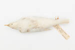 Turdus merula; LB4789; © Auckland Museum CC BY