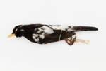 Turdus merula; LB4808; © Auckland Museum CC BY