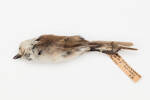Mohoua albicilla; LB4840; © Auckland Museum CC BY