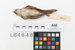 Mohoua albicilla; LB4848; © Auckland Museum CC BY