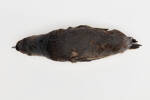 Eudyptula minor; LB5014; © Auckland Museum CC BY