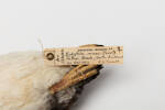 Eudyptula minor; LB5014; © Auckland Museum CC BY