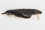 Eudyptula minor; LB5017; © Auckland Museum CC BY