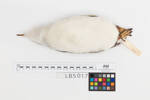 Eudyptula minor; LB5017; © Auckland Museum CC BY