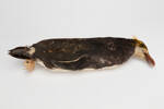 Eudyptes chrysolophus; LB5061; © Auckland Museum CC BY