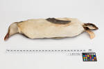 Eudyptes chrysolophus; LB5061; © Auckland Museum CC BY