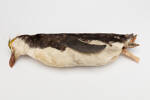 Eudyptes chrysolophus; LB5063; © Auckland Museum CC BY