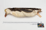 Eudyptes chrysolophus; LB5063; © Auckland Museum CC BY