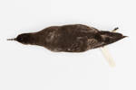 Puffinus gavia; LB5127; © Auckland Museum CC BY
