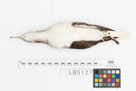 Puffinus gavia; LB5127; © Auckland Museum CC BY