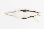 Puffinus gavia; LB5137; © Auckland Museum CC BY