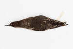 Puffinus gavia; LB5137; © Auckland Museum CC BY