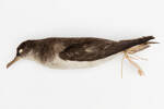 Puffinus gavia; LB5140; © Auckland Museum CC BY