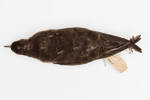 Puffinus gavia; LB5140; © Auckland Museum CC BY