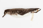 Puffinus gavia; LB5144; © Auckland Museum CC BY
