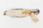Pachyptila desolata; LB5495; © Auckland Museum CC BY