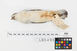 Pachyptila desolata; LB5495; © Auckland Museum CC BY