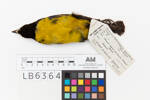 Bathraupis montana; LB6364; © Auckland Museum CC BY