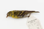 Carduelis spinus; LB6367; © Auckland Museum CC BY