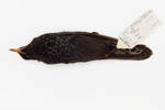 Myiophoneus caeruleus; LB6374; © Auckland Museum CC BY