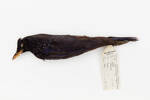Myiophoneus caeruleus; LB6374; © Auckland Museum CC BY