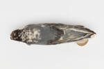Halobaena caerulea; LB6443; © Auckland Museum CC BY