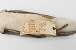 Halobaena caerulea; LB6443; © Auckland Museum CC BY