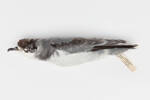 Halobaena caerulea; LB6447; © Auckland Museum CC BY