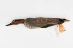 Anas crecca; LB6975; © Auckland Museum CC BY