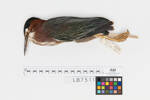 Butorides striatus; LB7511; © Auckland Museum CC BY