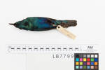 Lamprotornis chalybaeus; LB7799; © Auckland Museum CC BY
