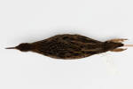 Gallirallus philippensis; LB8476; © Auckland Museum CC BY