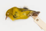 Hemignathus parvus; LB9007; © Auckland Museum CC BY