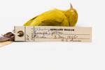 Hemignathus parvus; LB9007; © Auckland Museum CC BY