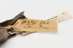 Himatione sanguinea; LB9018; © Auckland Museum CC BY