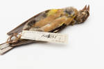 Coccothraustes vespertinus; LB9111; © Auckland Museum CC BY