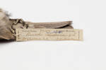 Pinicola enucleator; LB9146; © Auckland Museum CC BY