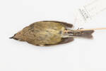 Anthornis melanura; LB9439; © Auckland Museum CC BY