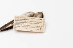 Petrochelidon nigricans; LB9649; © Auckland Museum CC BY