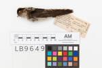 Petrochelidon nigricans; LB9649; © Auckland Museum CC BY